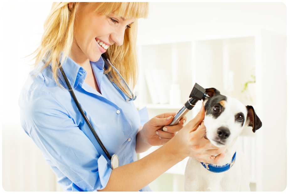 Humane Vet Hospital of San Diego|New Client Offer