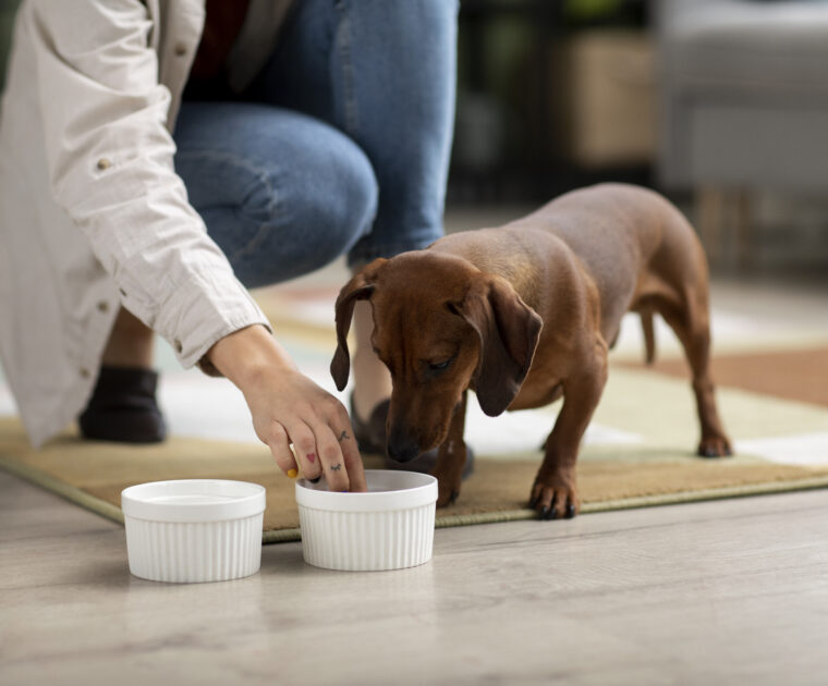 Humane Vet Hospital of San Diego | How Are Dogs’ Nutritional Requirements Determined? Understanding Your Dog’s Needs