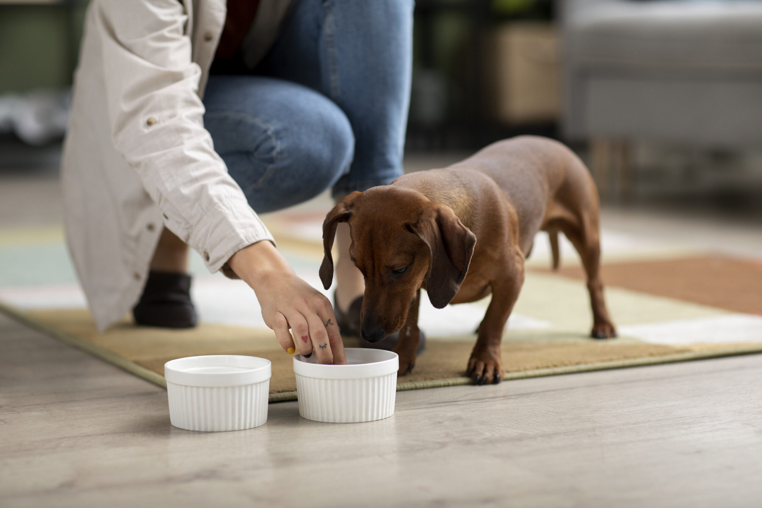 Humane Vet Hospital of San Diego | How Are Dogs’ Nutritional Requirements Determined? Understanding Your Dog’s Needs