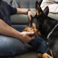 Humane Vet Hospital of San Diego | Did Your Dog Get the Best Tick Protection? Here’s How to Ensure It