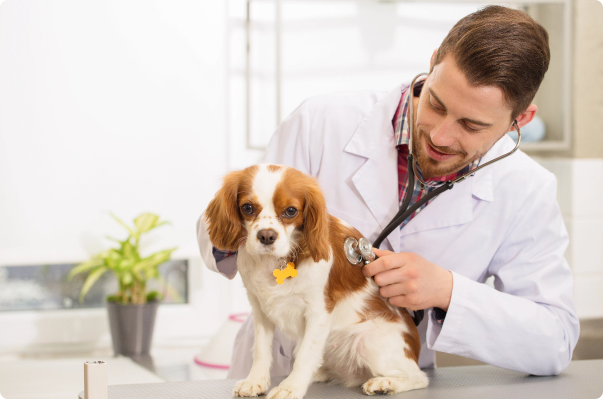 Humane Vet Hospital of San Diego|Contact Us Now