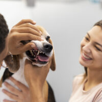 Humane Vet Hospital of San Diego | Bad Breath in Pets: Is It Time for a Dental Cleaning?