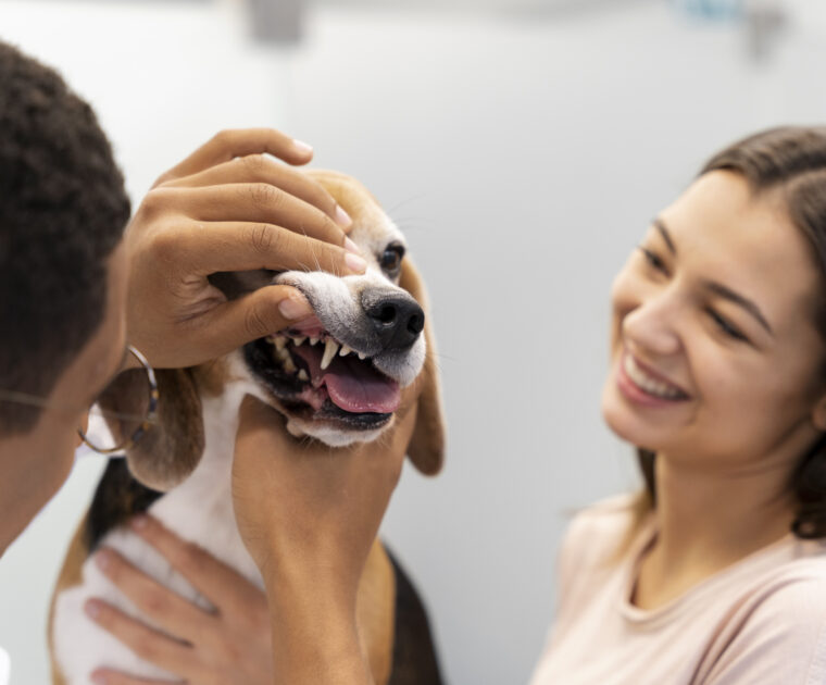 Humane Vet Hospital of San Diego | Bad Breath in Pets: Is It Time for a Dental Cleaning?