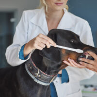 Humane Vet Hospital of San Diego | The Dangers of Ignoring Your Pet’s Dental Health