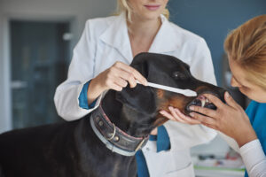 Humane Vet Hospital of San Diego | The Dangers of Ignoring Your Pet’s Dental Health