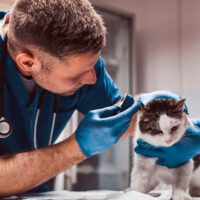 Humane Vet Hospital of San Diego | Blogs