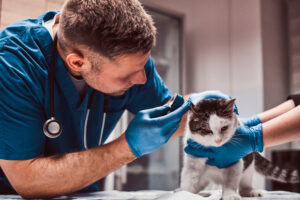 Humane Vet Hospital of San Diego | Blogs Humane Vet Hospital of San Diego | Blogs