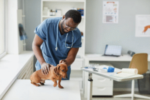 Puppy Vet Visits