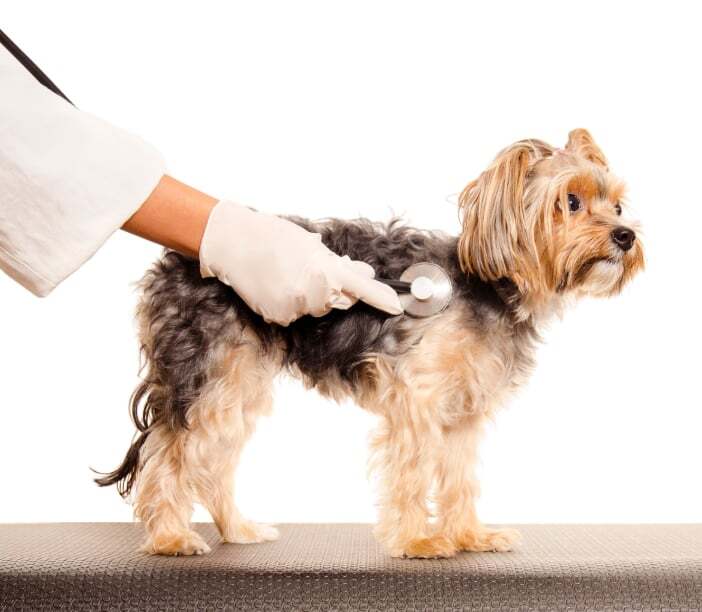 Humane Vet Hospital of San Diego|New Clients Offer